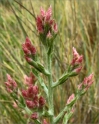 sm 768 Pink Cudweed